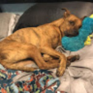 Meet your Posher, Austin